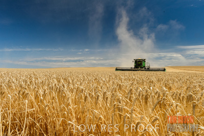 November 2014 / GRAIN_HARVEST_958