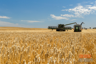 November 2014 / GRAIN_HARVEST_962