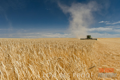 November 2014 / GRAIN_HARVEST_963