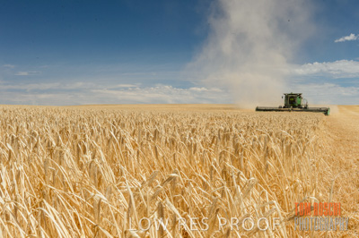 November 2014 / GRAIN_HARVEST_964