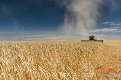 November 2014 / GRAIN_HARVEST_965