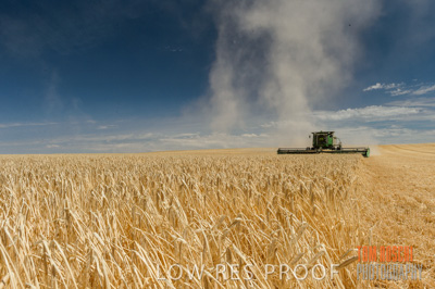 November 2014 / GRAIN_HARVEST_966
