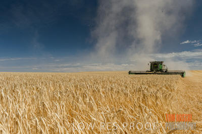 November 2014 / GRAIN_HARVEST_967