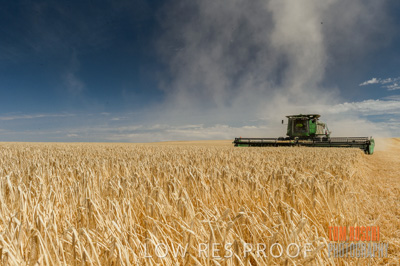 November 2014 / GRAIN_HARVEST_968