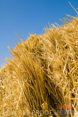 December 2006 / RURAL_SCENES_085