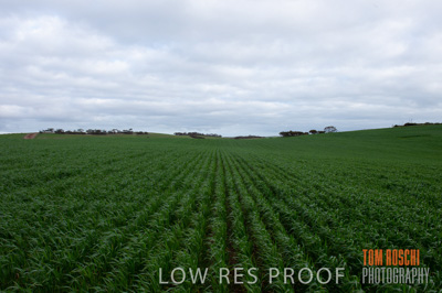 August 2015 / RURAL_SCENES_1081