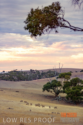 February 2018 / RURAL_SCENES_1546