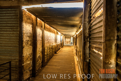 February 2018 / SHEARING_1523