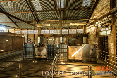 February 2018 / SHEARING_1525