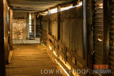 February 2018 / SHEARING_1531