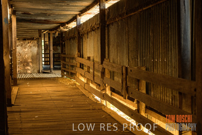 February 2018 / SHEARING_1533