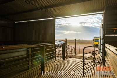 February 2018 / SHEARING_1549