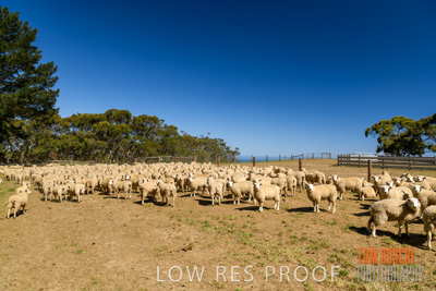 November 2019 / SHEARING_3075