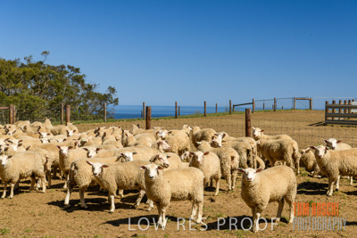 November 2019 / SHEARING_3076