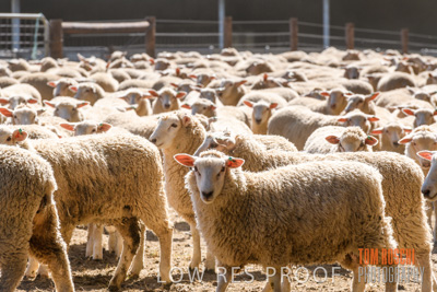 November 2019 / SHEARING_3077