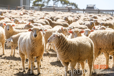 November 2019 / SHEARING_3078