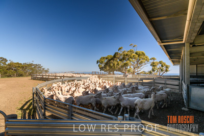 November 2019 / SHEARING_3079