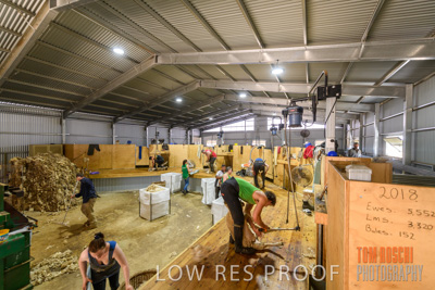 November 2019 / SHEARING_3082