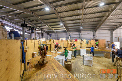 November 2019 / SHEARING_3083