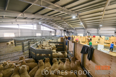 November 2019 / SHEARING_3084