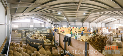 November 2019 / SHEARING_3085