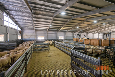 November 2019 / SHEARING_3086