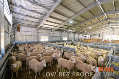 November 2019 / SHEARING_3087