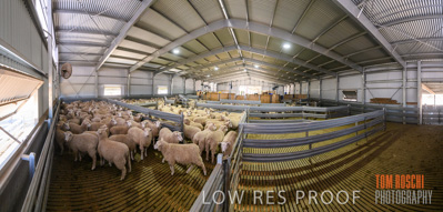 November 2019 / SHEARING_3088