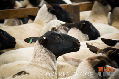 December 2006 / SHEEP_058