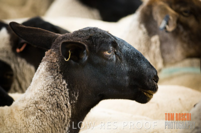 December 2006 / SHEEP_059