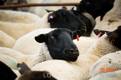 December 2006 / SHEEP_060