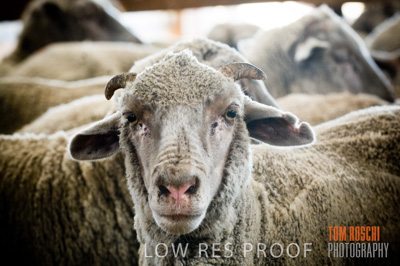 December 2006 / SHEEP_061