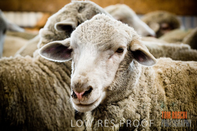 December 2006 / SHEEP_062