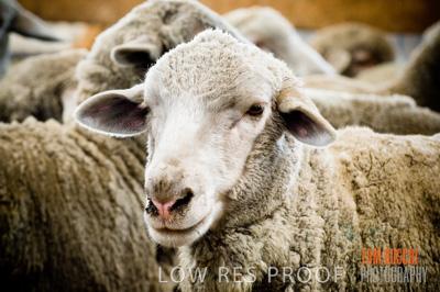 December 2006 / SHEEP_063