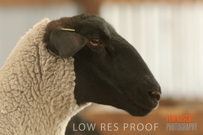 December 2006 / SHEEP_064