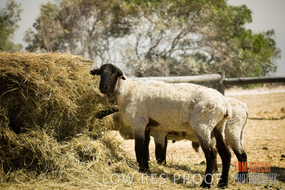 December 2006 / SHEEP_065