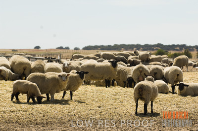 December 2006 / SHEEP_066