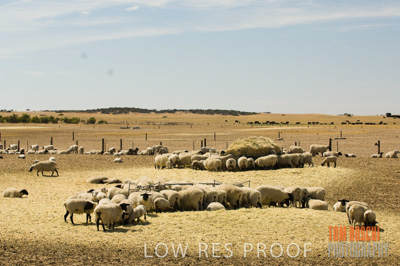 December 2006 / SHEEP_067