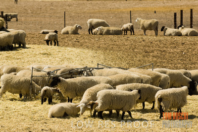 December 2006 / SHEEP_068