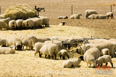 December 2006 / SHEEP_069