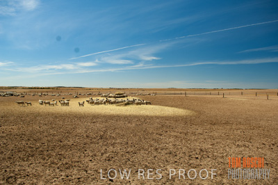 December 2006 / SHEEP_070