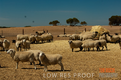 December 2006 / SHEEP_072