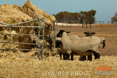 December 2006 / SHEEP_073