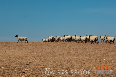December 2006 / SHEEP_074