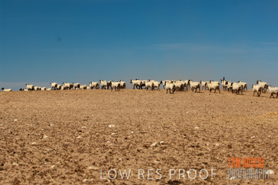 December 2006 / SHEEP_075