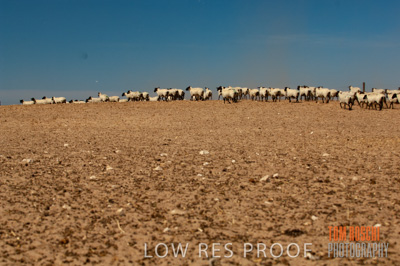 December 2006 / SHEEP_076