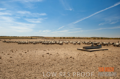 December 2006 / SHEEP_078