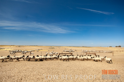 December 2006 / SHEEP_079