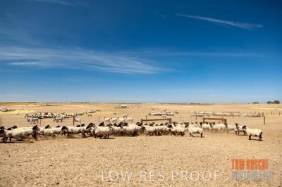 December 2006 / SHEEP_080