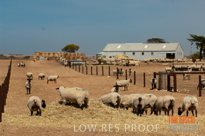 December 2006 / SHEEP_081